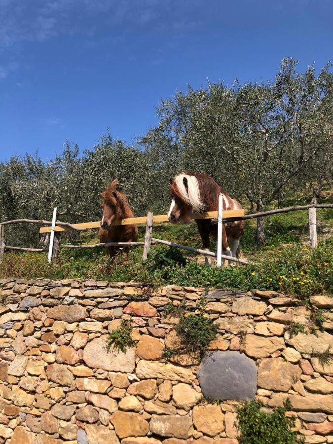 Olive House Tuscany - Zona Pisa Calci Exterior foto